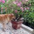 Marò: bloccato in India Argo, il cane di Girone