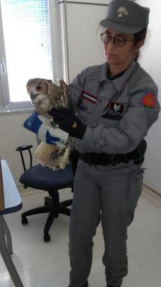 I carabinieri sequestrano un gufo reale tenuto in cattive condizioni in un negozio di Ercolano