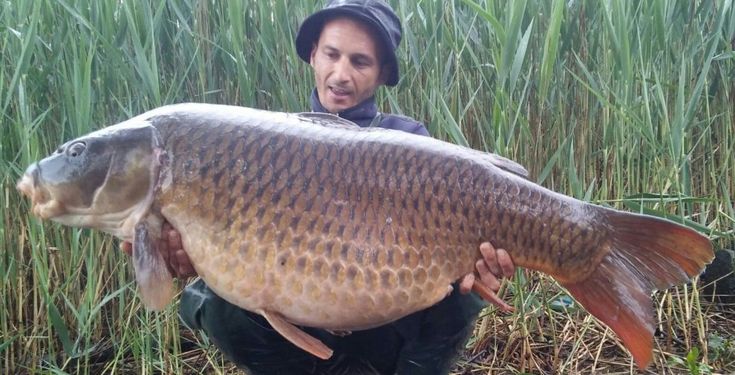 Pesca, tutto l'orgoglio che c'è: catturata (e liberata) in Brianza una carpa da 30 kg