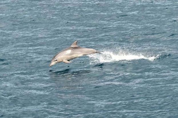 Salti e piroette, la Pasqua dei delfini nel Golfo di Napoli