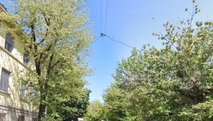 Aceri malati in via Gorizia: al loro posto 38 alberi di pero da fiore