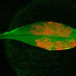 Materiali viventi, minerali e animali insieme: ottenuti al Mit, molte applicazioni possibili