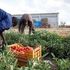 L'Onu accusa: in Italia l'industria alimentare sfrutta i braccianti