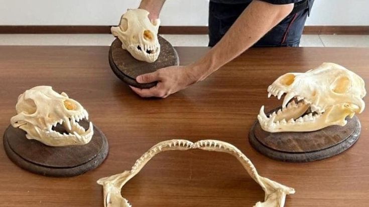 Uccide tre lupi e appende i crani in casa come trofei, denunciato bracconiere