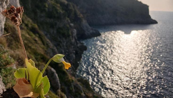 Primula palinuri il fiore delle scogliere rischia di scomparire