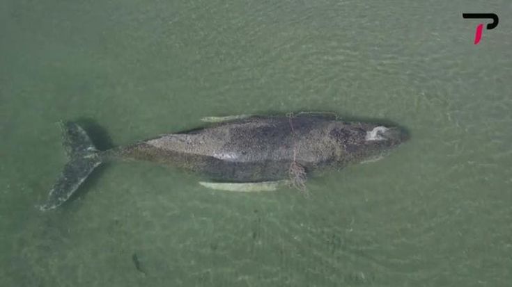 Speranza per Timmy, la balena intrappolata in una baia ha iniziato a muoversi