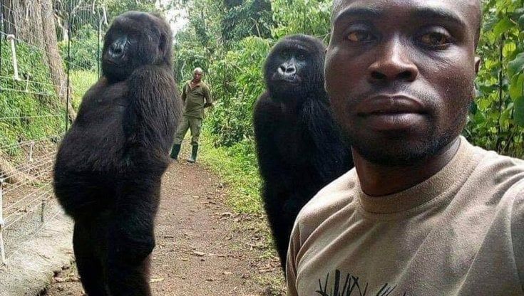 Il Virunga piange Ndakasi, la gorilla di montagna star dei selfie