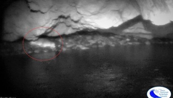 A Capraia il "riposino" della foca monaca catturato a raggi infrarossi in una grotta