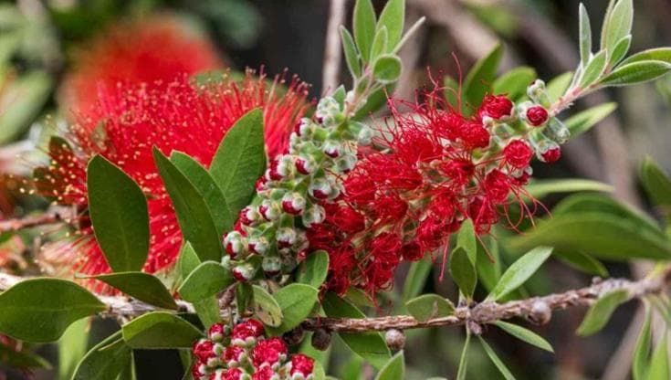 Callistemon: come coltivare e curare la pianta scovolino