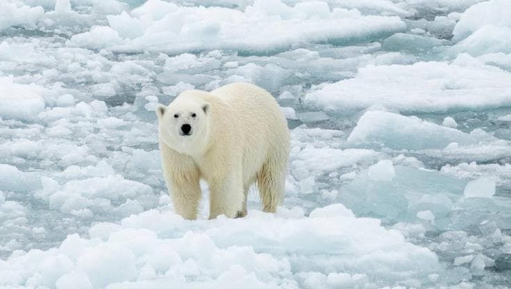 Isole Svalbard, gli orsi polari sono in salute nonostante la fusione dei ghiacci