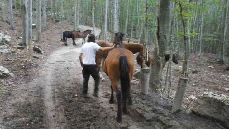 Massa, cavalli e muli vincono il processo contro il Parco Apuane davanti al Tar