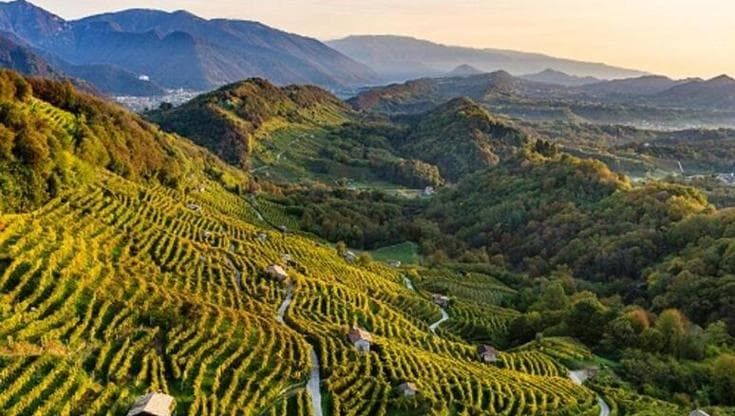 Crisi idrica in Veneto: vigneti monitorati con foglie elettroniche e droni