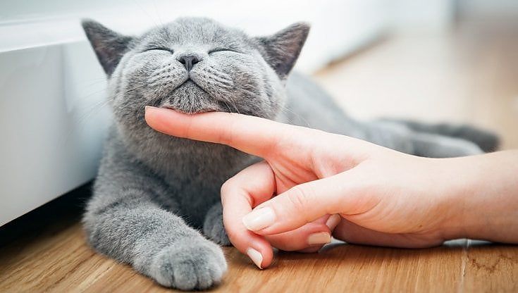 Oggi è la festa mondiale del gatto: ecco perché amarne uno ci fa bene