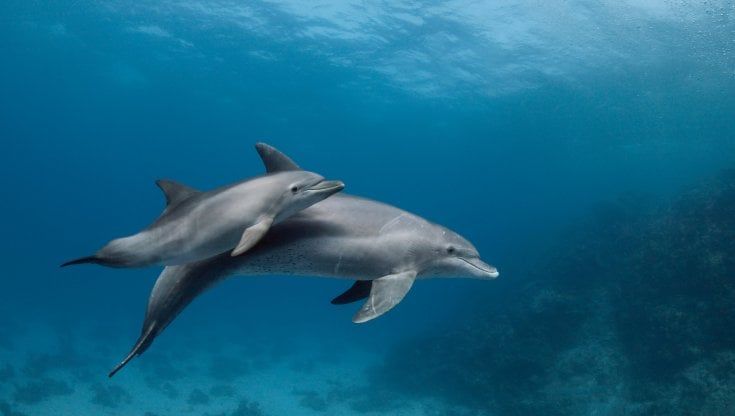 Quando la Nasa insegnò a parlare ai delfini 