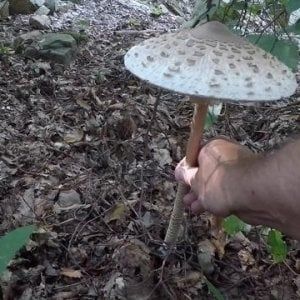 È la stagione dei funghi: il decalogo per raccoglierli e mangiarli in sicurezza