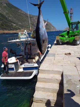 Marettimo, pesca fruttuosa: un tonno di 300 chili per due fratelli