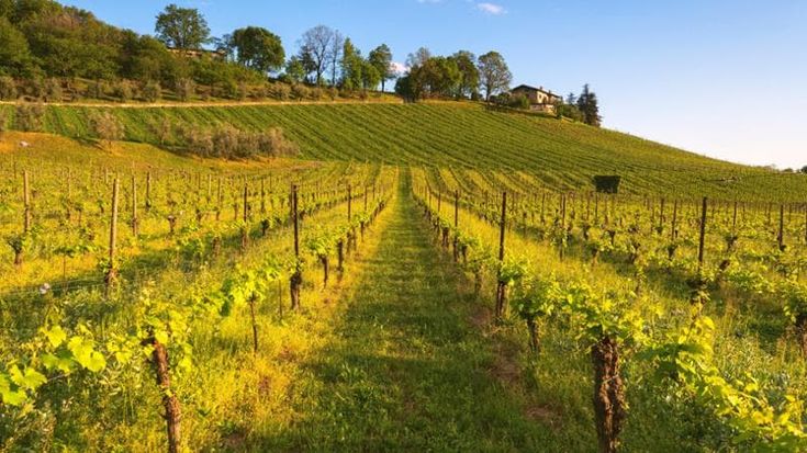 Il compromesso della Ue sul Prosecco australiano export vietato tra 10 anni