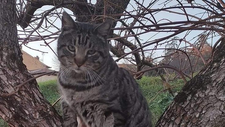 Giuliano, il gatto adottato da un intero paese: le cure pagate con una colletta