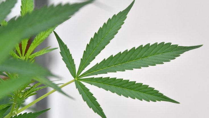 L'esperta di cannabis light: “È come una camomilla, lo spinello ha un effetto cinquanta volte più forte”