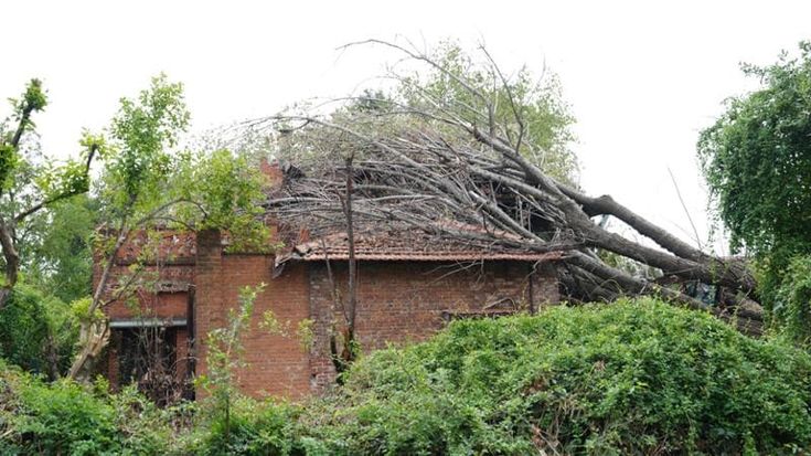 La strage degli alberi a Milano, sono 5.426 quelli abbattuti dalle tempeste. L’assessora Grandi: “Nel giro di due anni li vogliamo rimpiazzare tutti”