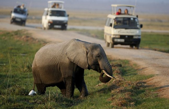 Elefanti e pangolini: nuove specie a rischio