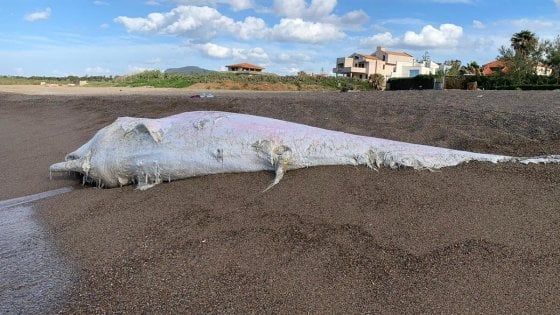 Mediterraneo: balene minacciate da reti, plastica e virus