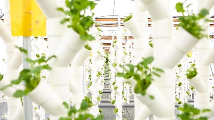 Con l’acquaponica si può contrastare la crescente insicurezza alimentare dei Paesi più aridi