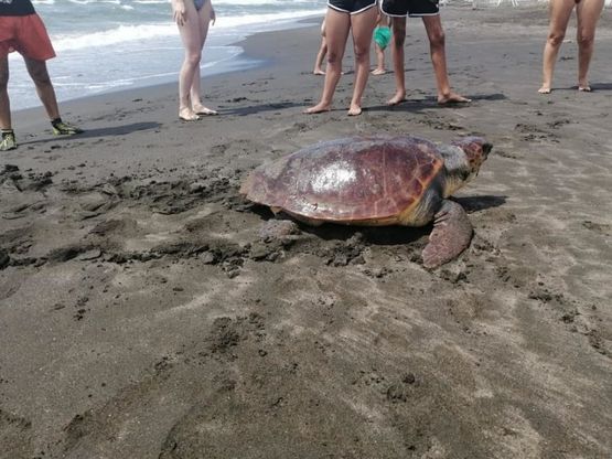 Cerveteri, le tartarughe fanno il nido: attesa per la schiusa