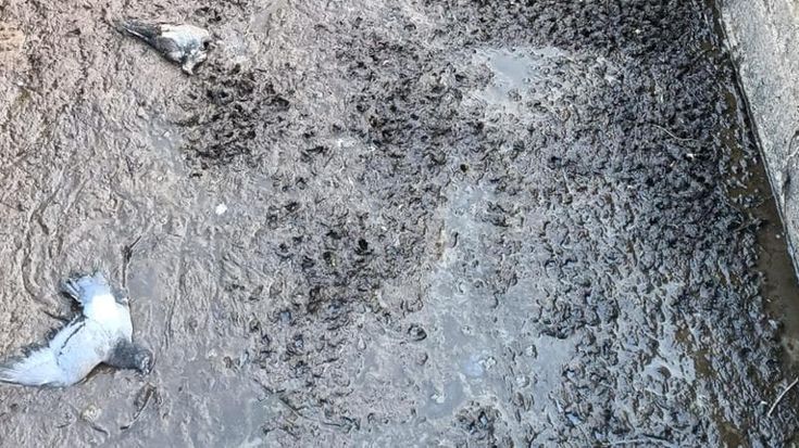 Decine di piccioni uccisi alla Cascina Campazzo, protestano gli animalisti: “Una mattanza”