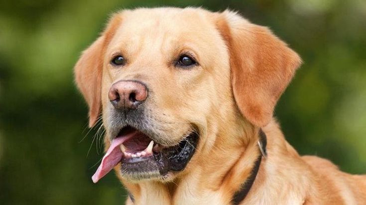 Insiste nel voler baciare il suo cane, ma lui si infastidisce e l’azzanna al volto: 57enne operata d’urgenza a bocca e naso