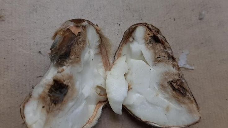 Dal Mugello l'allarme “marciume delle castagne”, in Toscana Coldiretti stima una perdita del 40%