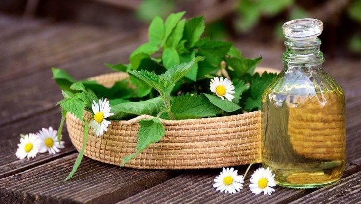 Piante medicinali. L'estinzione di idiomi e culture indigene cancella anche la conoscenza di cure tradizionali