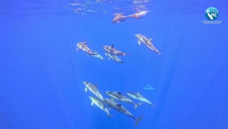 Il ritorno dei delfini comuni nel Canyon di Castelsardo