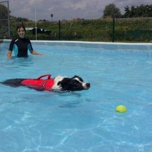 (Bella) vita da cani a Torino: taxi, piscina e agopuntura