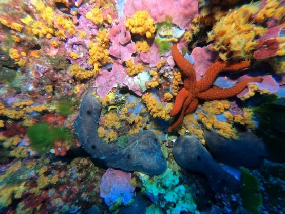 Ischia e Procida, i mille colori del paradiso sommerso nel "Regno di Nettuno"