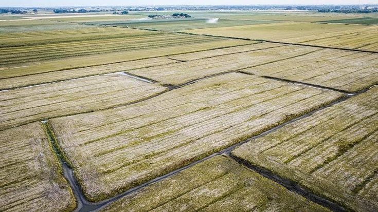 Le ondate di calore spingeranno i prezzi degli alimenti: impatto più forte della guerra in Iran