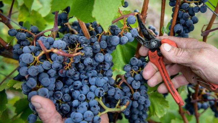 La carica dei 101 vitigni da riscoprire