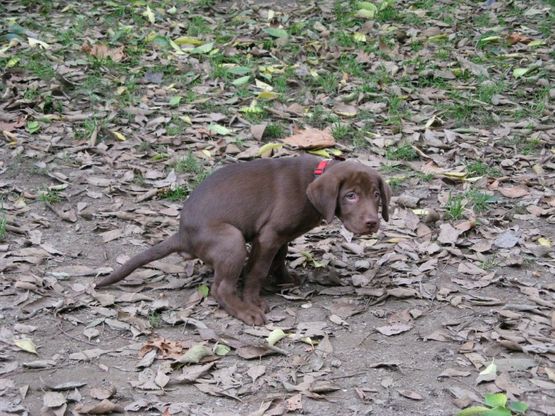 Toby, Lapo e Nina: i cani di Milano in posa contro il degrado. E' "Io non sporco" 