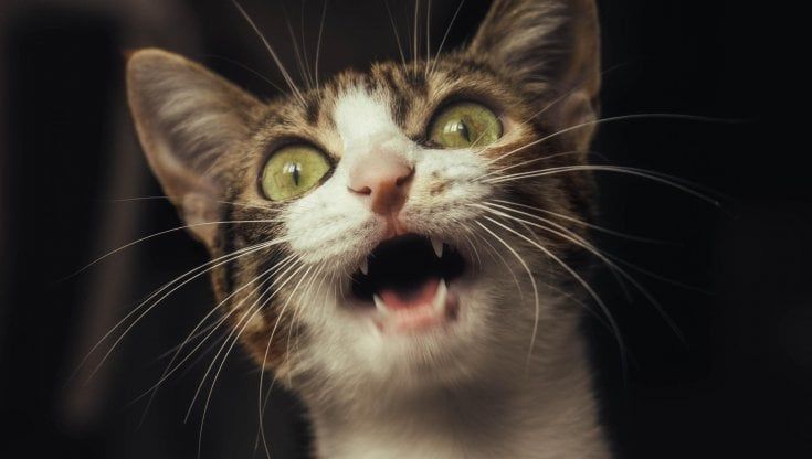 Roma, si barrica in casa con il gatto della vicina. Poi minaccia i carabinieri con una sciabola
