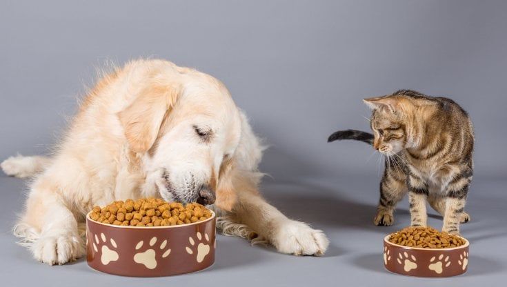 Pet food, mercato globale in crescita: potrebbe raggiungere i 139 miliardi entro il 2030
