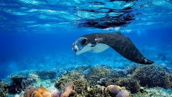 Palau vieta le creme solari. "Uccidono i  nostri coralli"