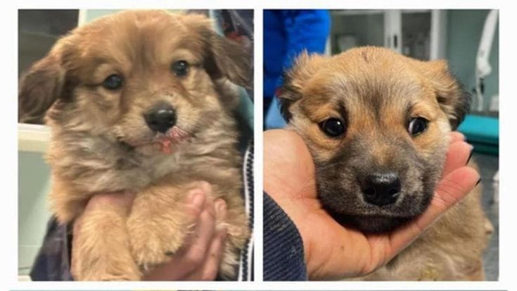Ritrovati i cani scomparsi dal canile della Muratella: erano al campo rom di via di Salone