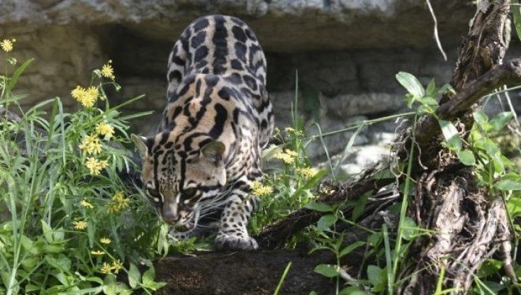 In Colombia la riserva che offre una seconda vita agli animali salvati dal contrabbando