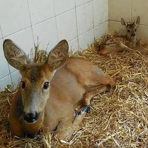 Torino, panico nella clinica veterinaria per i "botti": due cuccioli morti nelle gabbie, decine feriti. E' polemica