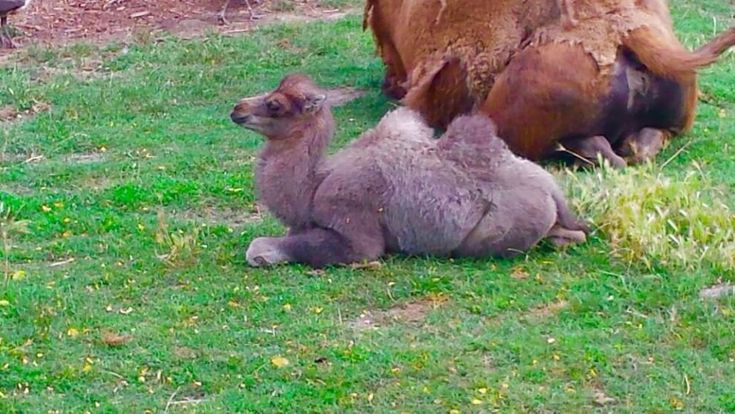 Giardino zoologico, nasce il secondo cammello