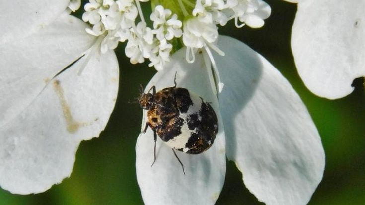 Sul Matese scoperta una nuova specie di coleottero: "Mai osservata prima"