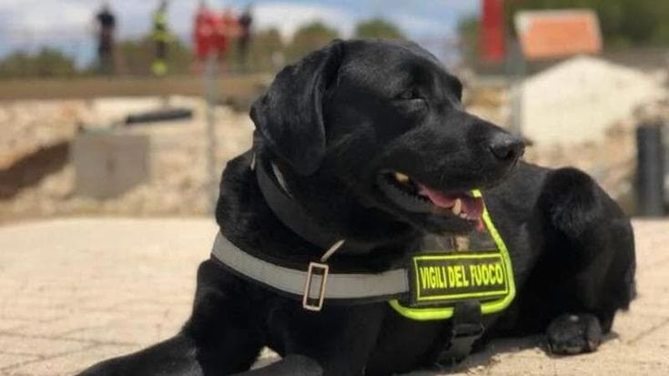 L’ultima missione di Mickey: in pensione il cane eroe dei vigili del fuoco. “Decine di salvataggi”