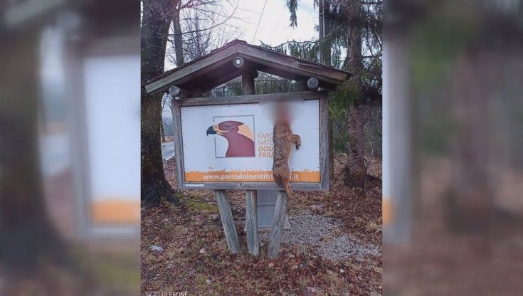 "Sciacallo dorato appeso nel Parco delle Dolomiti: un gesto di odio verso una specie non pericolosa"