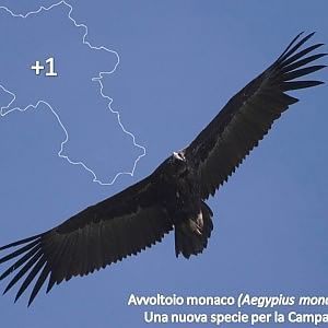 L'avvoltoio monaco per la prima volta in Campania