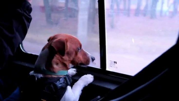 Pensare a un cane